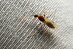 Camponotus albosparsus