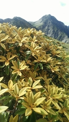 Rhododendron hyperythrum