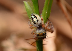 Phidippus princeps