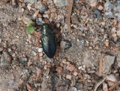 Phaenops