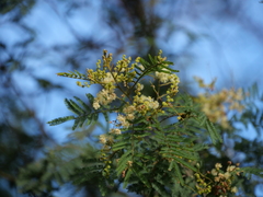 Acacia parvipinnula