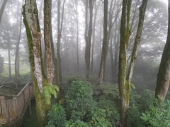 Tanna viridis