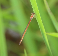 Agriocnemis clauseni