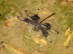 Chlorogomphus risi