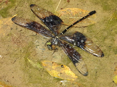 Chlorogomphus risi