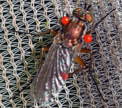 Dolichopus ungulatus