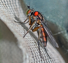 Dolichopus ungulatus