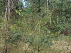 Acacia parvipinnula