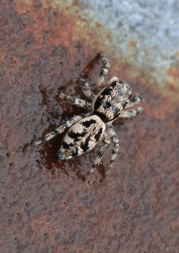 Narrow-banded Zebra Spider