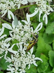 Tenthredo brevicornis