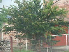 Pithecellobium insigne