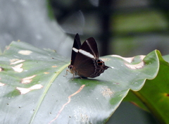 Abisara neophron