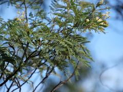 Acacia parvipinnula