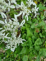 Tenthredo brevicornis