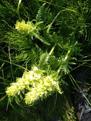 Pedicularis compacta