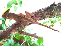 Anolis
