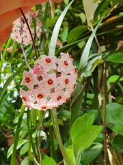 Hoya carnosa