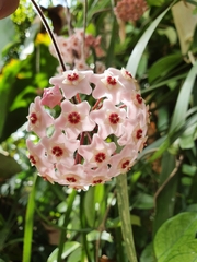 Hoya carnosa