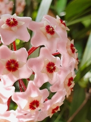 Hoya carnosa