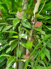Hoya carnosa
