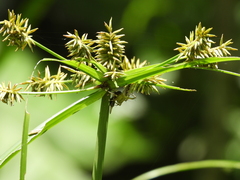 Cyperus cyperinus