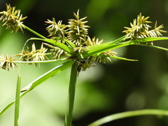 Cyperus cyperinus