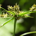 Cyperus cyperinus - Photo (c) Max Hsieh(雁子), some rights reserved (CC BY-NC), uploaded by Max Hsieh(雁子)