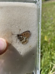 Melitaea varia