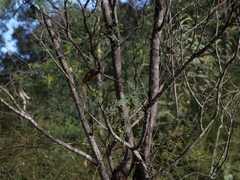 Acacia parvipinnula