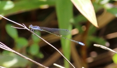 Aciagrion approximans