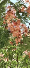 Albizia julibrissin