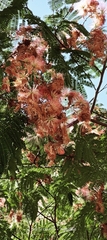 Albizia julibrissin