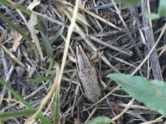 Conorhynchus nigrivittis