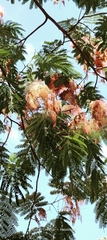 Albizia julibrissin