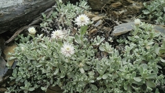 Anaphalis nepalensis