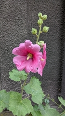 Alcea rosea