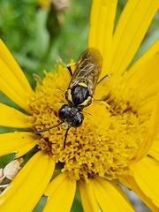 Tenthredo brevicornis