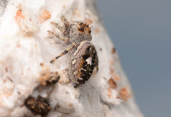 Phidippus putnami