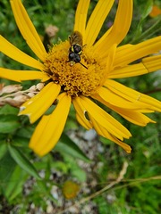 Tenthredo brevicornis