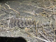 Antrostomus carolinensis