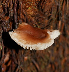 Lentinellus tasmanicus