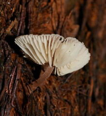 Lentinellus tasmanicus