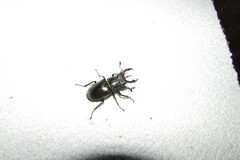 Lucanus cervus turcicus