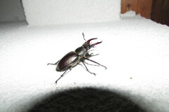 Lucanus cervus turcicus