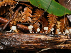 Vibrissea dura