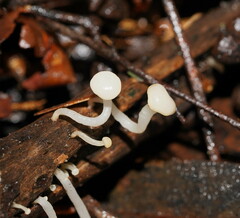 Vibrissea dura