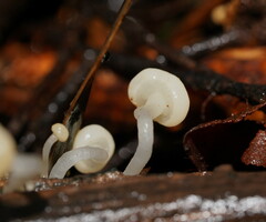 Vibrissea dura