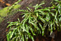 Notogrammitis billardierei