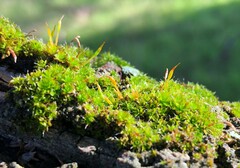 Syntrichia papillosa