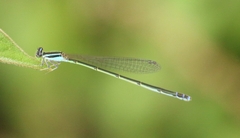 Aciagrion approximans